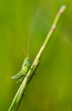 Tipik bahar çiçekleri ve böceklerinin ayrıntıları