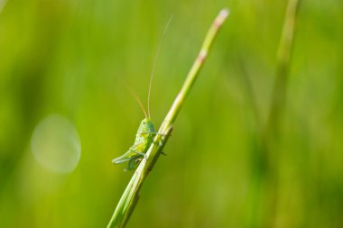 Tipik bahar çiçekleri ve böceklerinin ayrıntıları