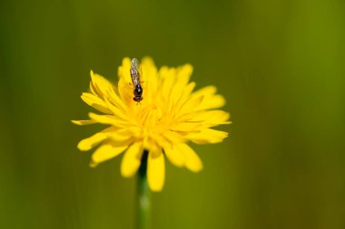 Tipik bahar çiçekleri ve böceklerinin ayrıntıları