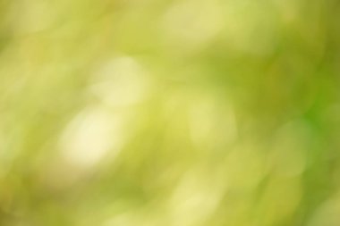 Güzel arka planlar doğal olarak doğanın yaprakları arasında yaratılmıştır. Doğal arka plan olarak ideal.