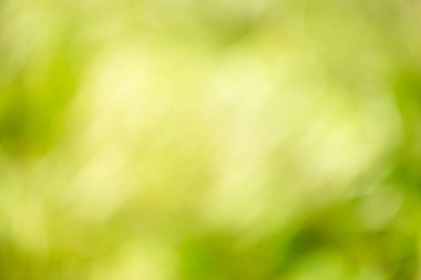 Güzel arka planlar doğal olarak doğanın yaprakları arasında yaratılmıştır. Doğal arka plan olarak ideal.