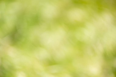 Güzel arka planlar doğal olarak doğanın yaprakları arasında yaratılmıştır. Doğal arka plan olarak ideal.