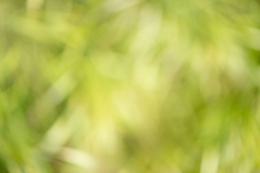 Güzel arka planlar doğal olarak doğanın yaprakları arasında yaratılmıştır. Doğal arka plan olarak ideal.