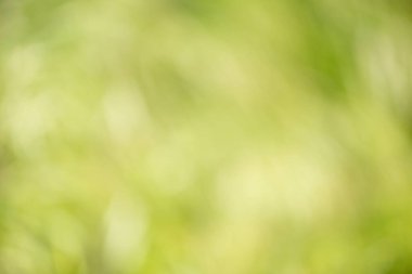 Güzel arka planlar doğal olarak doğanın yaprakları arasında yaratılmıştır. Doğal arka plan olarak ideal.