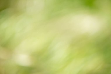 Güzel arka planlar doğal olarak doğanın yaprakları arasında yaratılmıştır. Doğal arka plan olarak ideal.