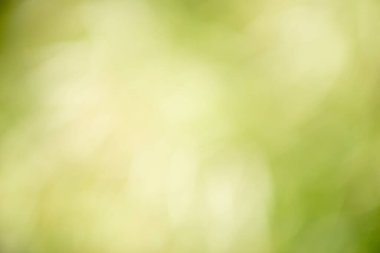 Güzel arka planlar doğal olarak doğanın yaprakları arasında yaratılmıştır. Doğal arka plan olarak ideal.