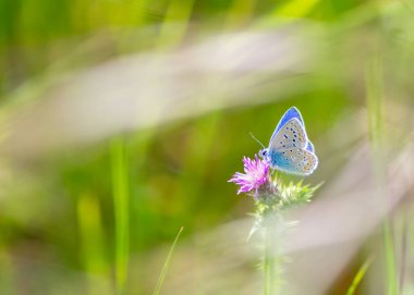 Tipik bahar çiçekleri ve böceklerinin ayrıntıları