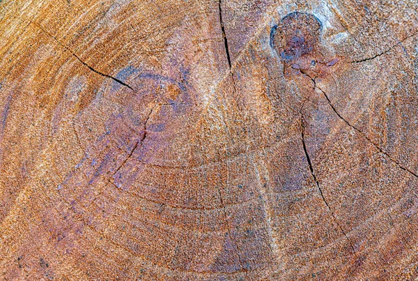 木材圆木切割纹理的宏观细节 — 图库照片