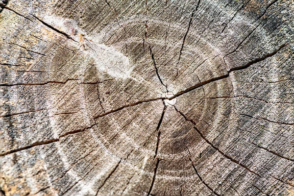 나무로 통나무를 자르는 방법을 자세히 설명하 십시오 — 스톡 사진