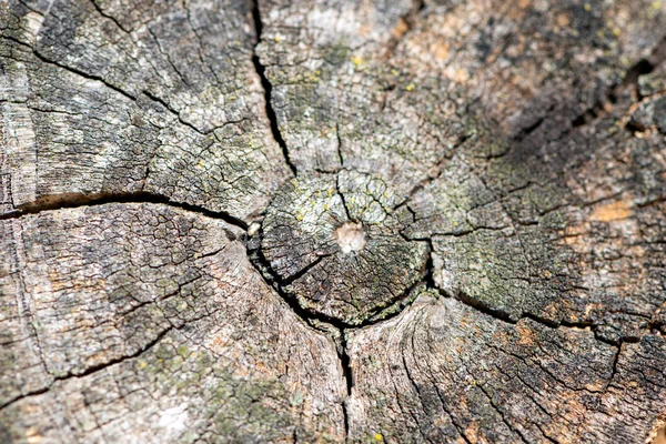 Macro Detalle Textura Corte Registro Madera — Foto de Stock