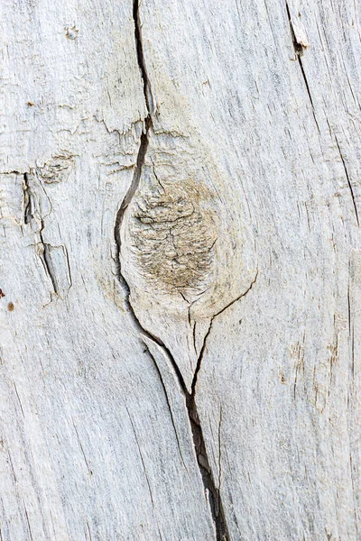 Macro Detalle Textura Corte Registro Madera — Foto de Stock