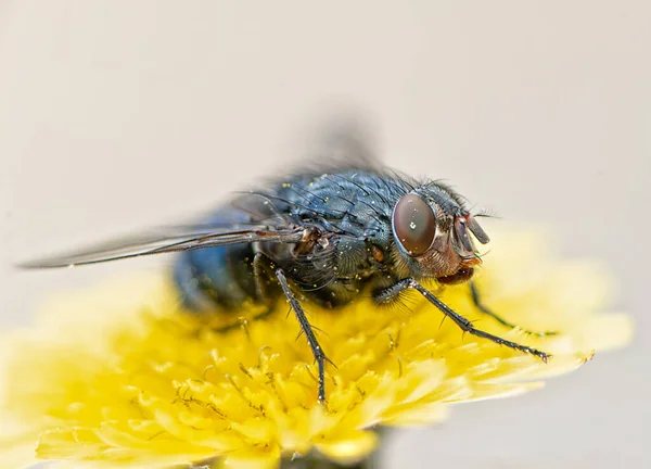 Detail Makro Lalat Pada Bunga Kuning — Stok Foto