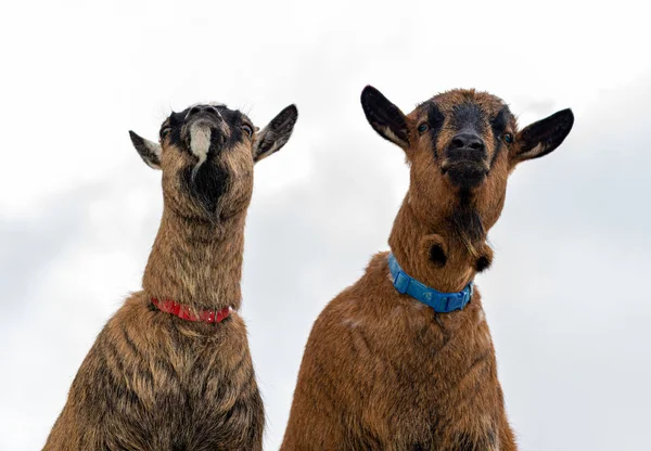 Detalhes Algumas Cabras Pastando Grama Campo — Fotografia de Stock