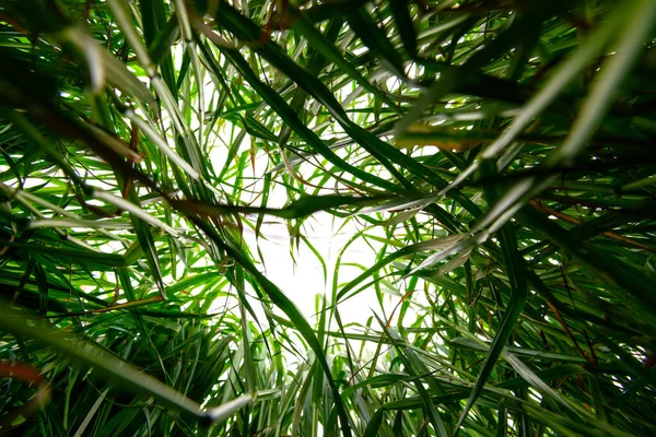 Perspectiva Inferior Campo Grama Crescente — Fotografia de Stock