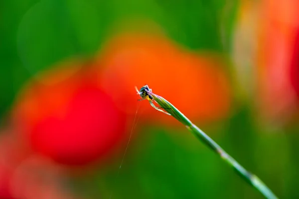 Details Typischer Frühlingsblumen Und Insekten — Stockfoto