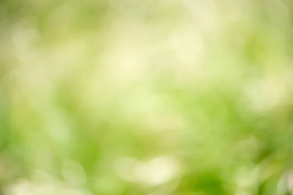 Vackra Bakgrunder Naturligt Skapade Bland Lövverk Naturen Idealisk Som Naturlig — Stockfoto