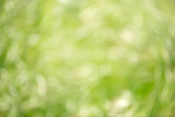 Vackra Bakgrunder Naturligt Skapade Bland Lövverk Naturen Idealisk Som Naturlig — Stockfoto