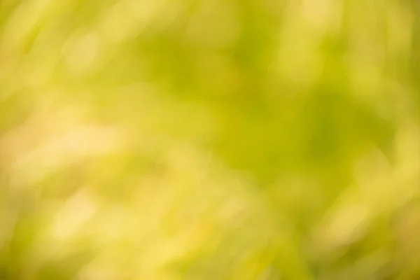 Vackra Bakgrunder Naturligt Skapade Bland Lövverk Naturen Idealisk Som Naturlig — Stockfoto