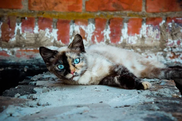 Mavi gözlü bir kedi bir beton sahada yatıyor