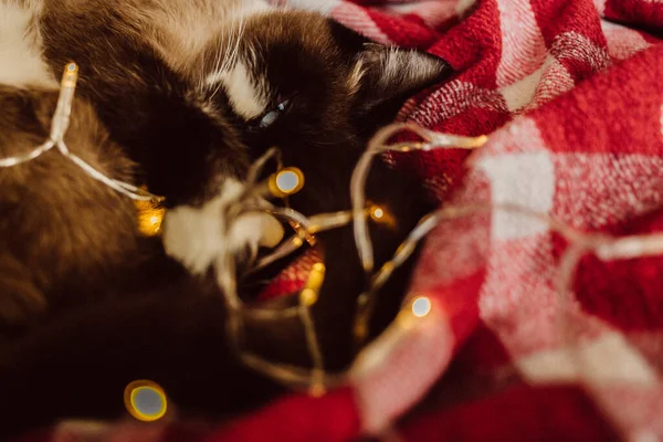 Komik Siyam Noel kedisi renkli ışıklarla kırmızı bir ekose üzerinde yatıyor.