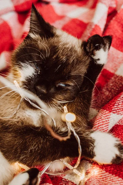 Komik Siyam Noel kedisi renkli ışıklarla kırmızı bir ekose üzerinde yatıyor.