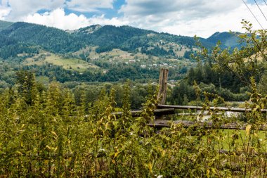 Dağlar yeşil ladin mavi gökyüzü doğa ısırgan otları Karpatların güzel manzarasına ev sahipliği yapar