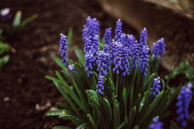 Yeşil yapraklı, ilk mavi bahar çiçeklerinden oluşan Muscari kaldırımı. Yağmurdan sonra. Çiçekçi. Metin için yer