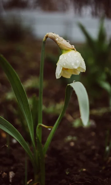 Yağmur damlalarında bir sarı nergis, yakın çekim. Sarı çiçeklere su damlaları