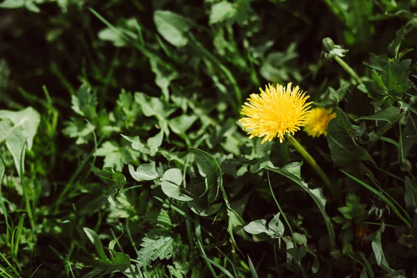 Kulbaba güneş çiçeği