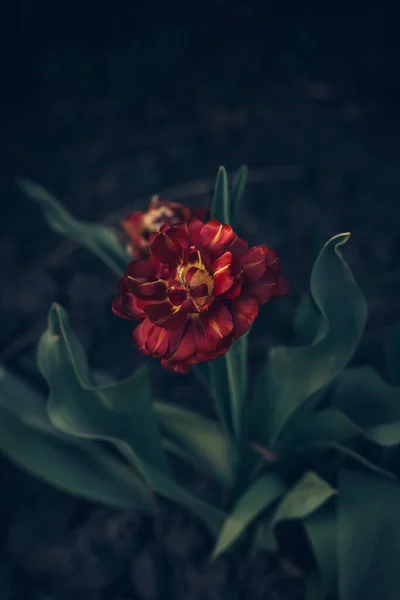 Kırmızı lale çiçek açmış.