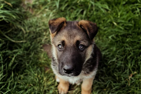 Cãozinho pastor alemão na grama — Fotografia de Stock