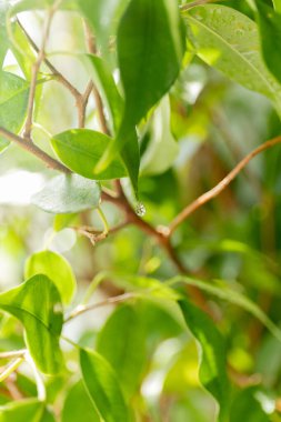 Baharda, güneşli bir günde yeşil yapraklar