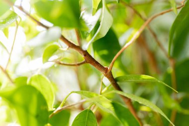 Baharda, güneşli bir günde yeşil yapraklar