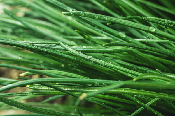 green grass with dew drops close up. Water driops on the fresh grass after rain. Light morning dew on the green grass.