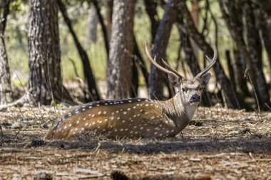 Büyük boynuzlu lekeli geyik güneşli bir günde ormanda yatıyor.. 