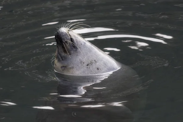 Leuke Grote Zeehond Genieten Zwemmen Het Water Dierentuin — Stockfoto