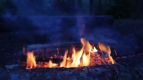 Noche acampando junto a un brillante fuego en el bosque — Vídeo de stock