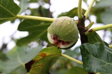 İncir bitkileri yaz bahçesinde yetişir.. 