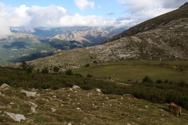 Krowy Pasą Się Górach Korsyki Obok Szlaku Trekkkingowego — Zdjęcie stockowe