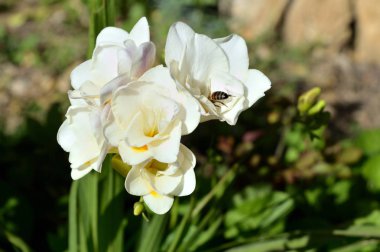 Bir arı polen, doğa toplama ile beyaz Frezya buket Close-Up