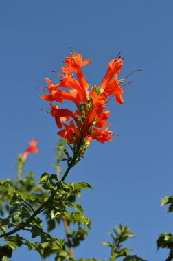 Bloom, Cape Hanımeli, doğa Tecoma Capensis dalında Close-Up