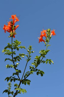 Tecoma Capensis çiçekler, Cape Hanımeli, doğa Close-Up