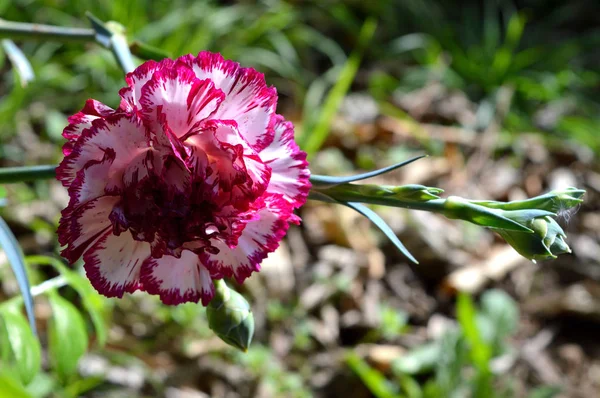 Närbild Ett Blommande Nejlika Blomma Natur Makro — Stockfoto