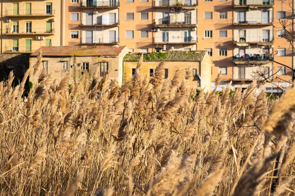 Caltanissetta Şehir Merkezi 'nde Bambuseae Alanı, Sicilya, İtalya, Avrupa
