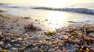 Sahildeki altın kumda deniz kabukları ve deniz yosunlarının dalgalandığı yakın çekim görüntüleri. Gün batımı. Basra Körfezi 'nde gün doğumu. Arap ülkesindeki dalgaların görüntüsü. Altın saat