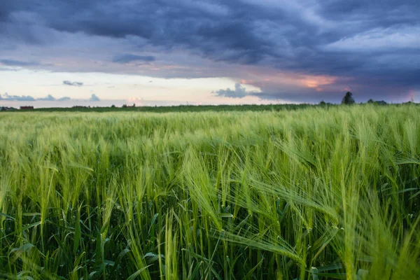 Zachód Słońca Krajobraz nad zielony soczysty pola pszenicy — Zdjęcie stockowe