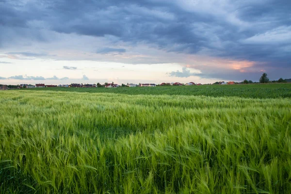 Solnedgång landskap över gröna frodiga vetefält — Stockfoto