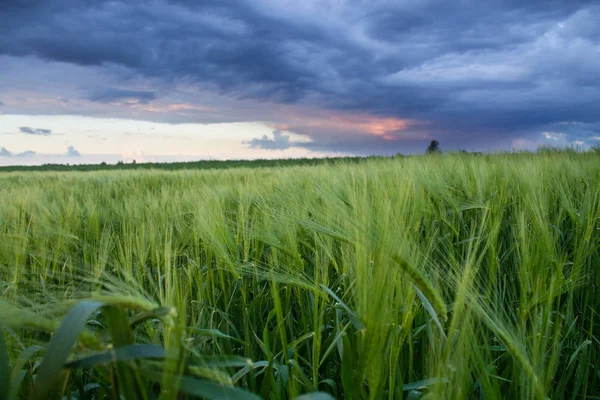 Solnedgång landskap över gröna frodiga vetefält — Stockfoto