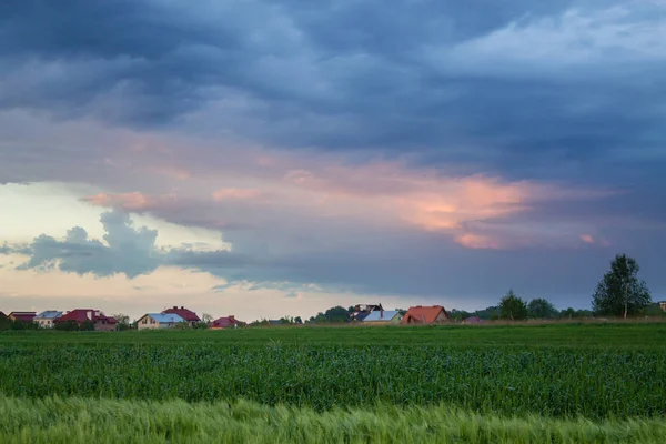 麦畑の緑豊かな上の日没の風景 — ストック写真
