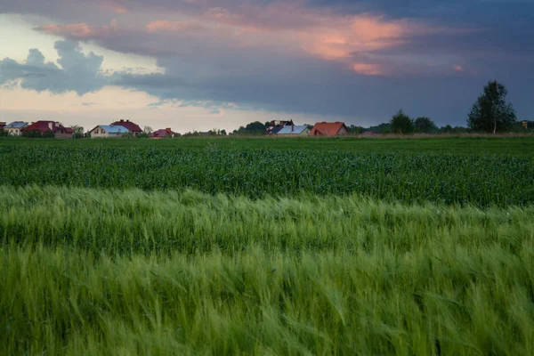 Solnedgång landskap över gröna frodiga vetefält — Stockfoto